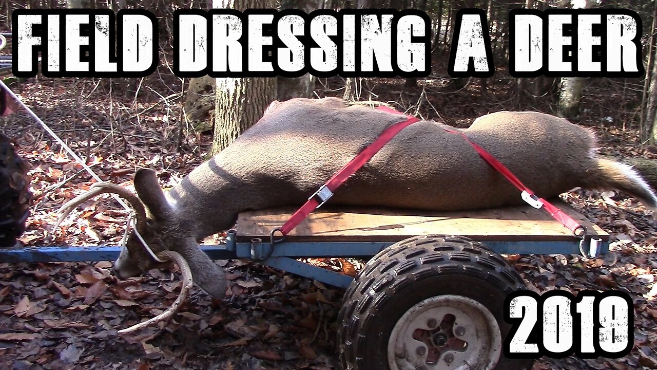 Field Dressing a Deer