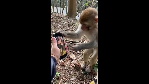 monkey funny video