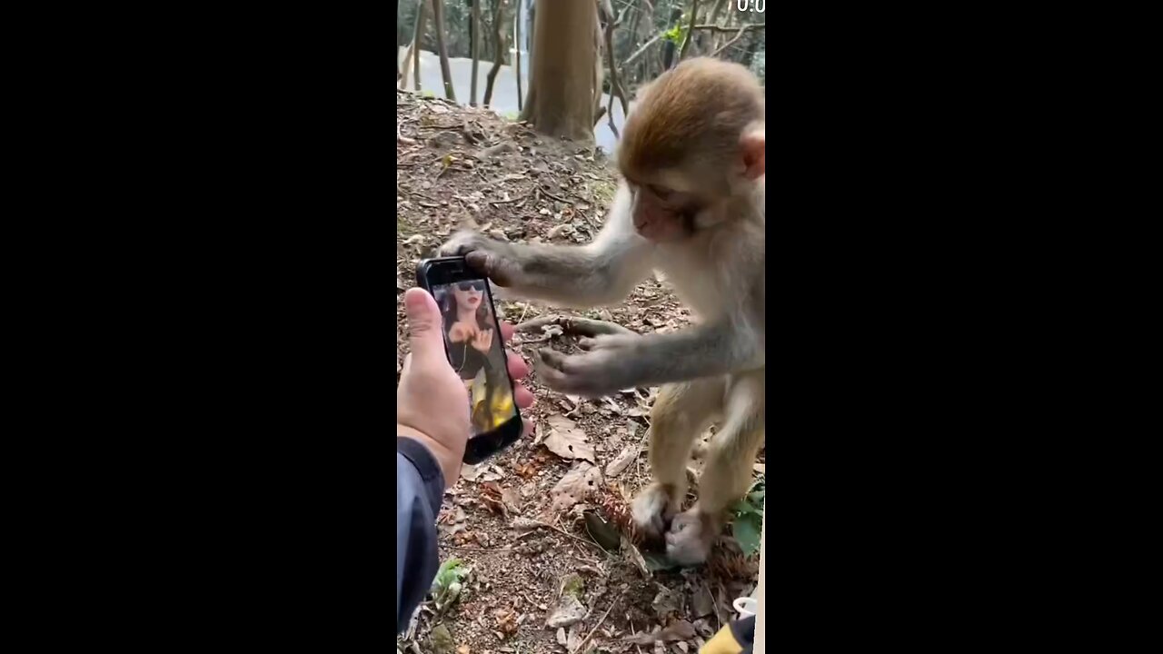 monkey funny video