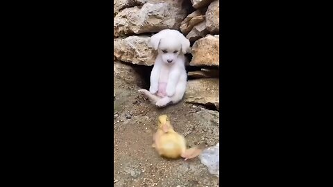 Baby dog and baby duck