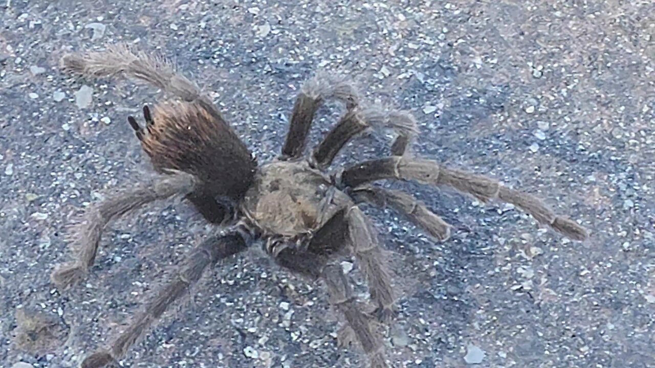 Little Turd Tarantula with an Attitudinal! Gave me the Finger!