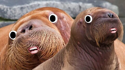 The Whiskers on a Walrus have a special name!