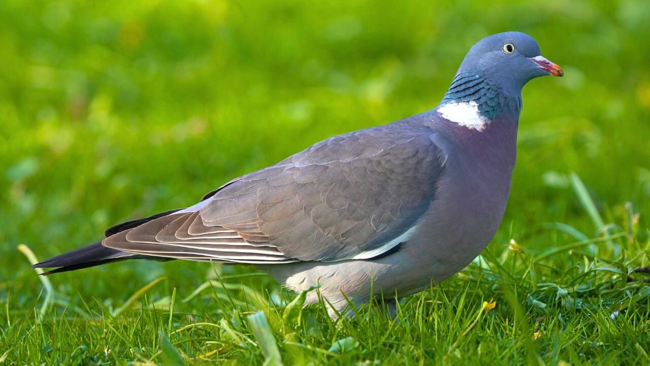 Second Encounter with Common Wood Pigeons, This Time One Female