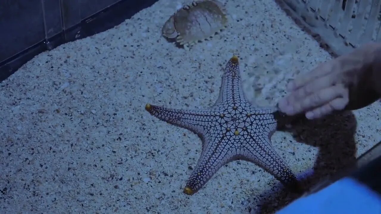 Woman hand smoothing starfish exhibited in aquarium. Touching sea animal in the oceanarium