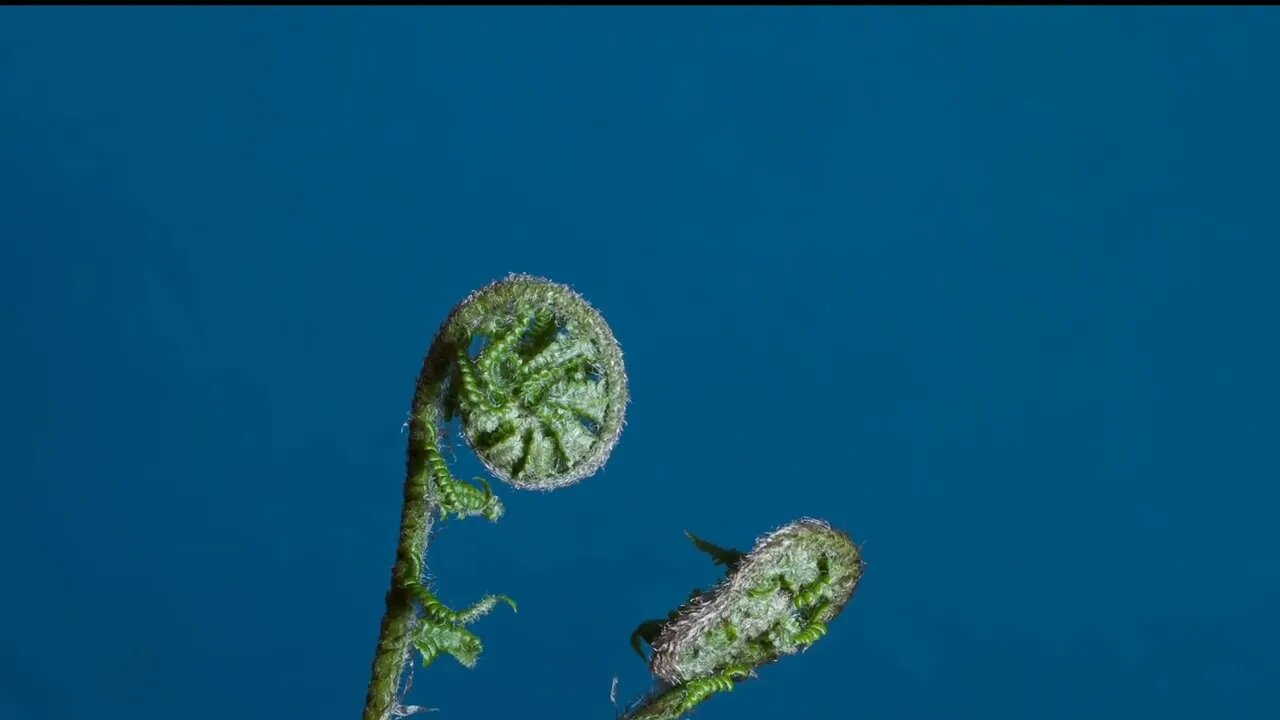Relaxing /AmbientvMusic Ferns / #ferns #ambientmusic / @Relax Body and Soul