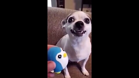 #funnyanimals#funnyvideo#funny#animals