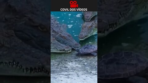 não sei se é coragem ou loucura 😮😮😮