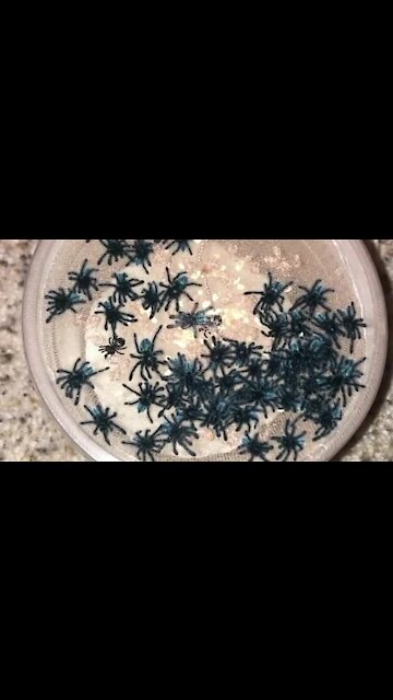 Tiny baby tarantulas all move in rhythm