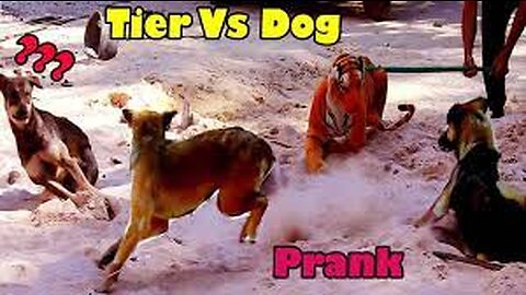 Best Funy Dog Prank