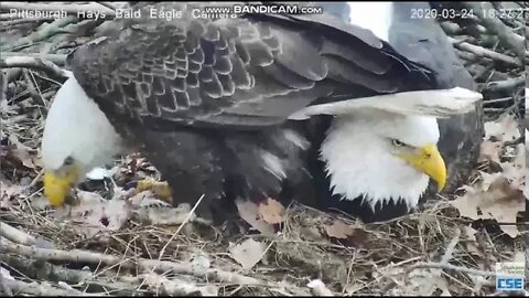Hays Eagles Mom watching Dad eat under his tail 2020 03 24 626pm