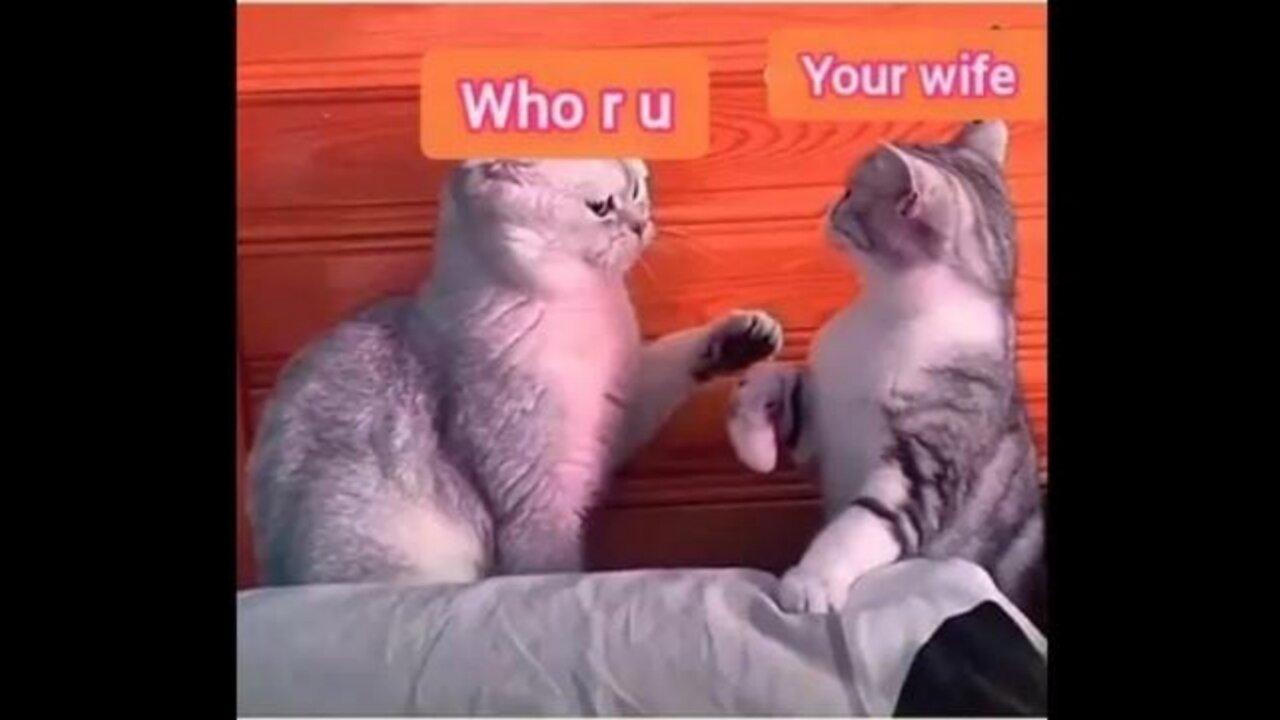 Funny cat love shorts feed