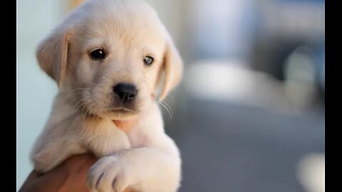 Adorable cute Dog