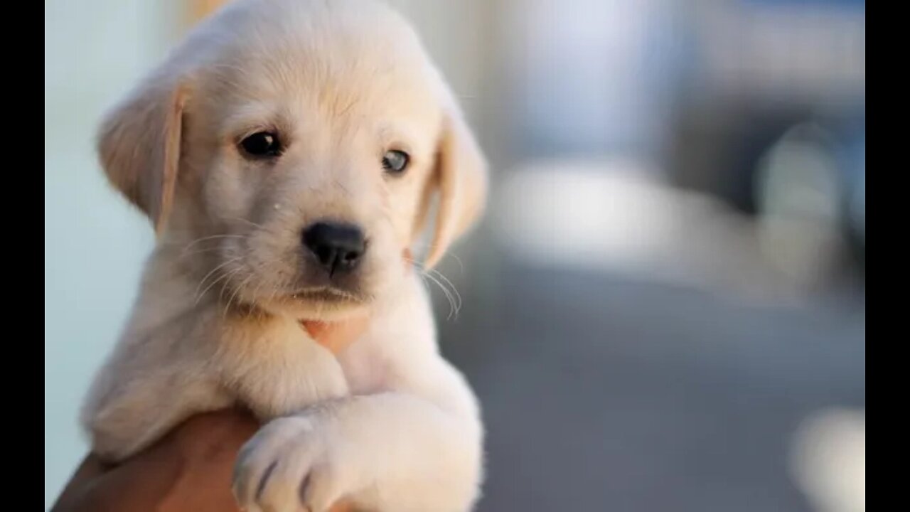 Adorable cute Dog
