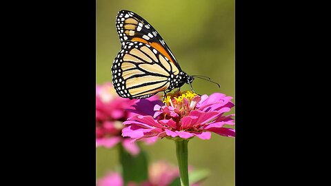 Butterfly Exhibit Field Trip