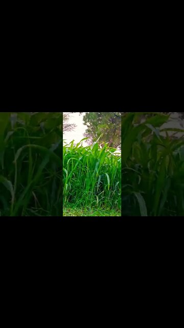 so high #shorts 🥰😚