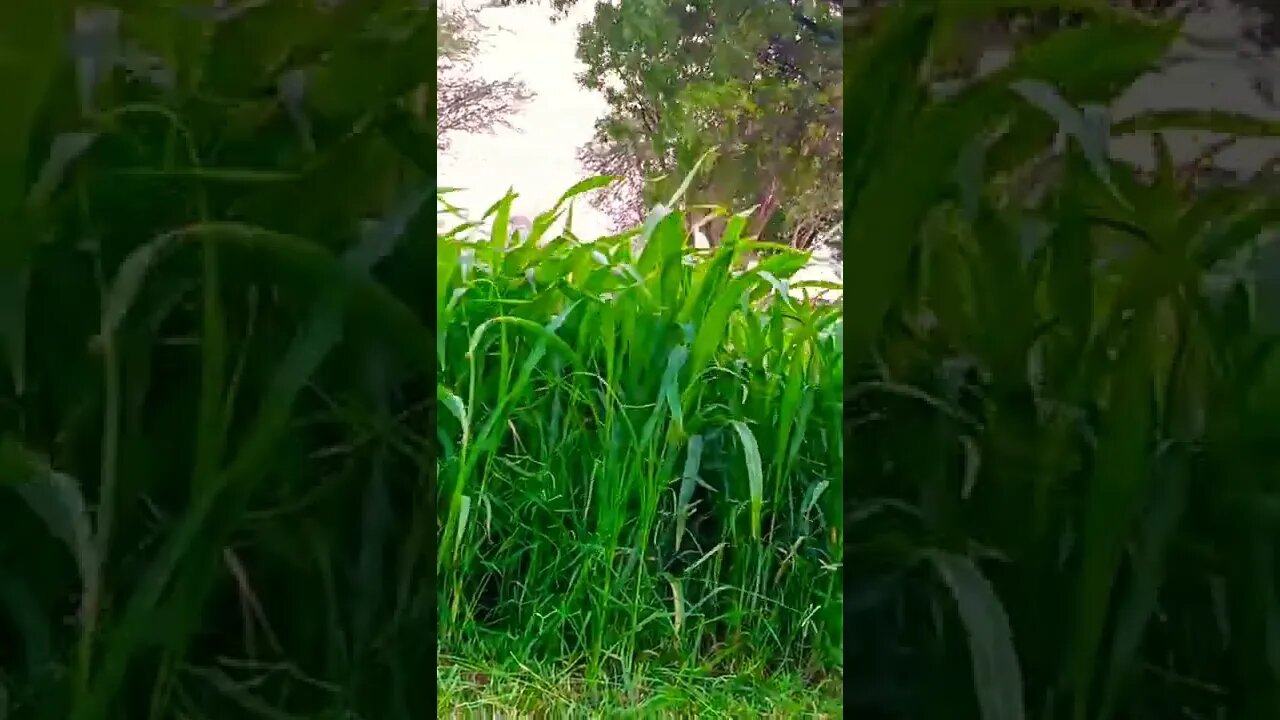 so high #shorts 🥰😚