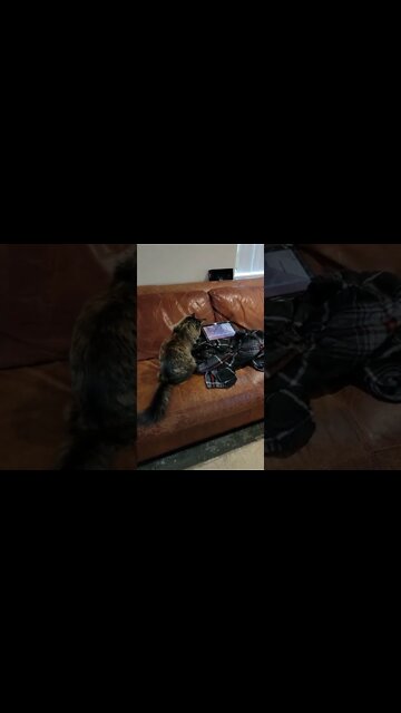 Ellie B becomes a video junkie