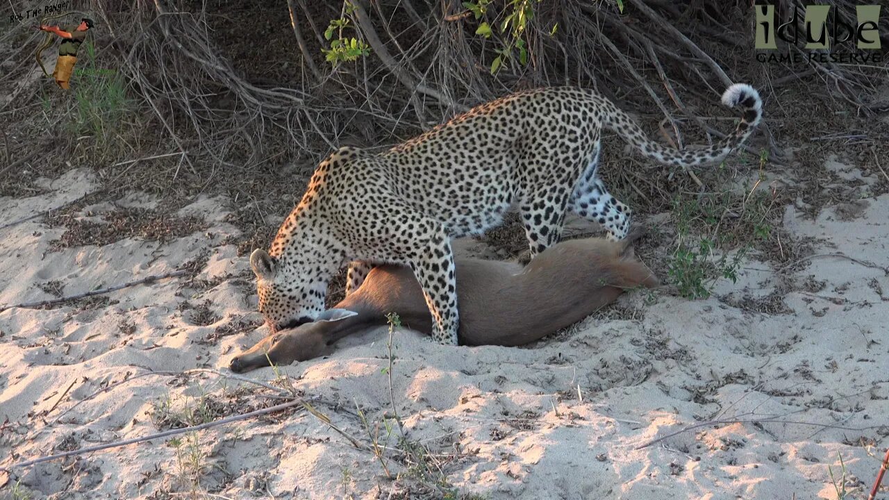 Xikavi Female Leopard Drags A Freshly Caught Bushbuck