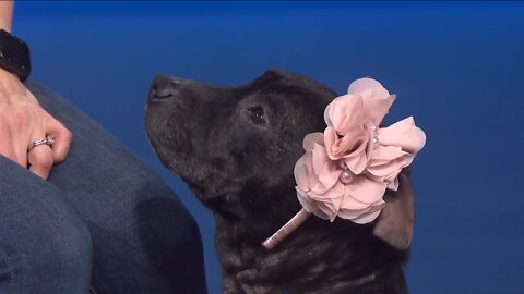 Pet of the Weekend: Peony the dog