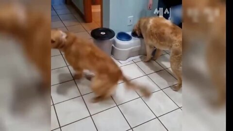 funny cats and dogs, pure fun