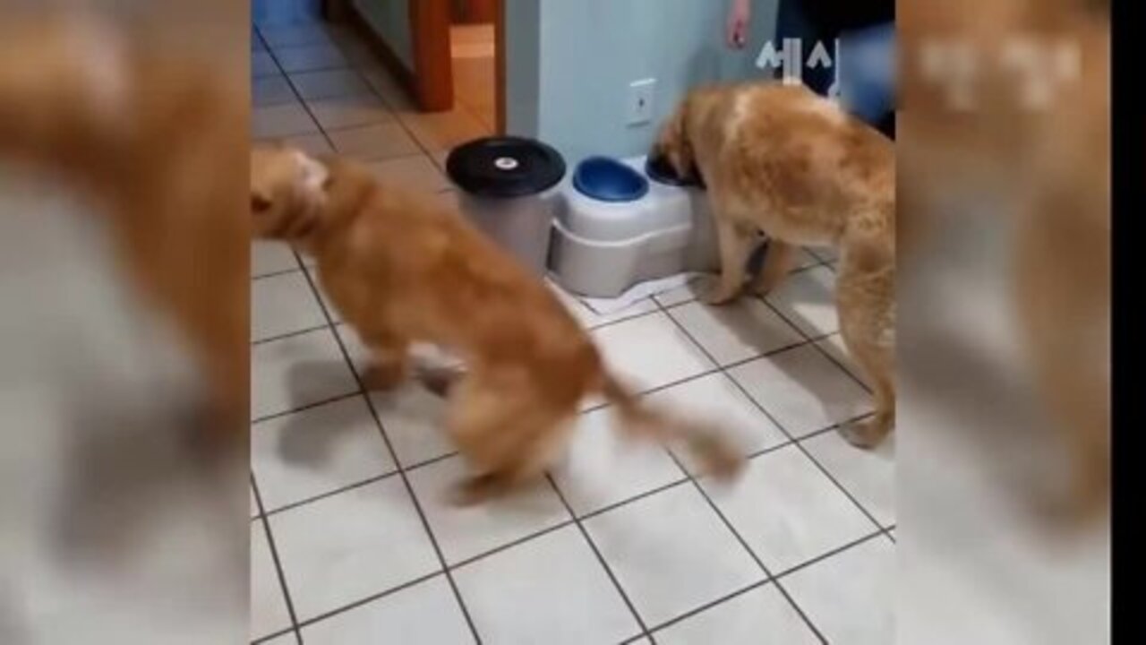 funny cats and dogs, pure fun