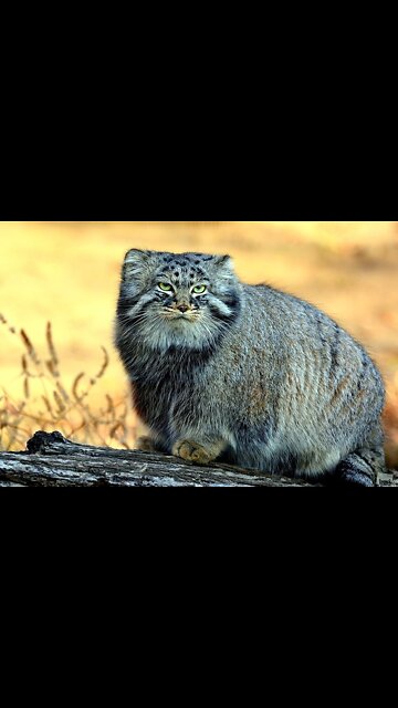 cat manul
