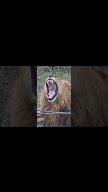 Maasai Mara Sightings Today 01/09/22 (Lions Mostly) | Zebra Plains | #shorts