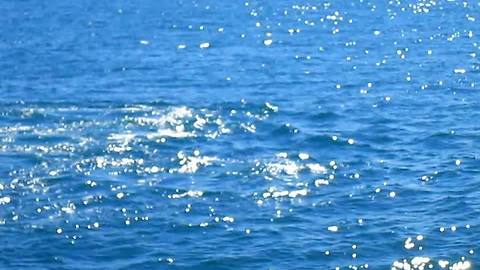 Grey whale migration off Mission Bay