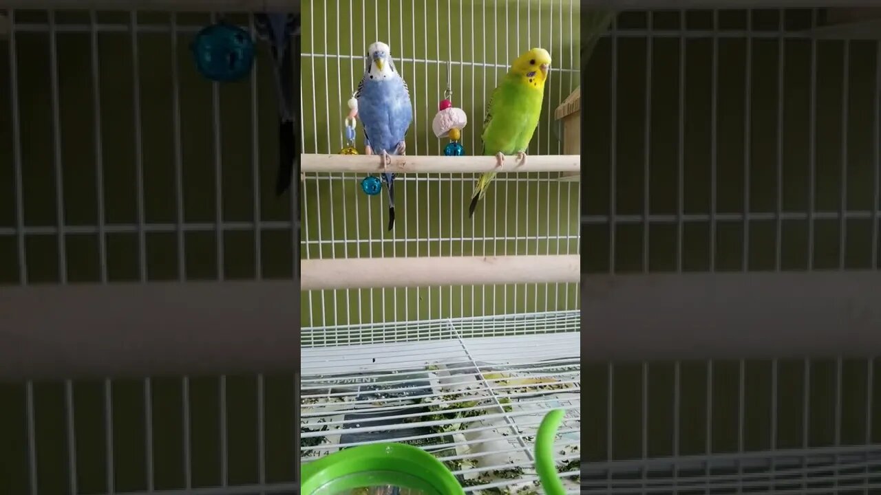 Male Budgie Flirting 😂😍 #shorts #funny #youtubeshorts #animallover #budgies #birds