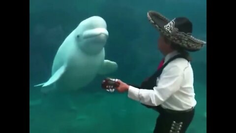 Belugas can move their heads up and down and from side to side