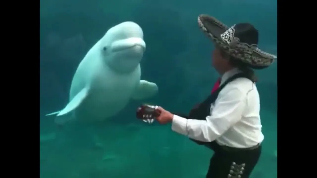 Belugas can move their heads up and down and from side to side