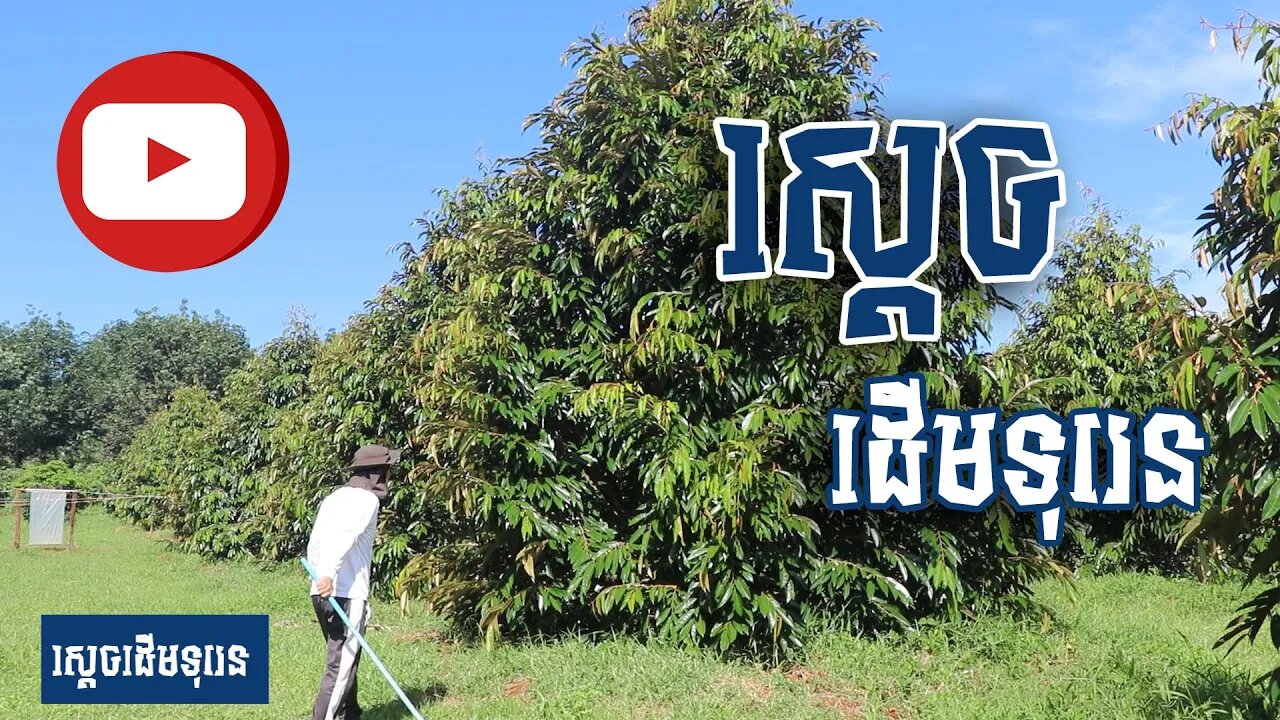 (November 7, 2020) ដើមស្ដេចទុរេន - ឈុន​ កាំង (Chhun Kang) (012829999)
