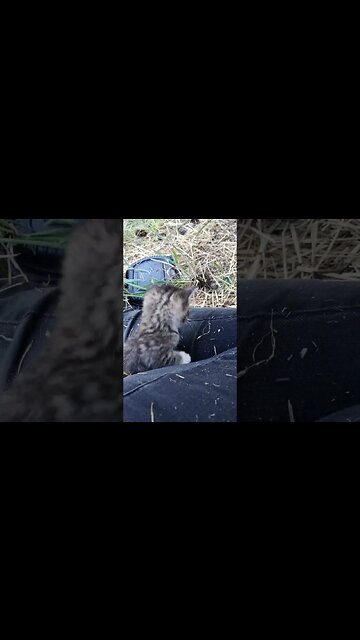 Kitten Examines Comfy Perch