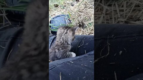 Kitten Examines Comfy Perch