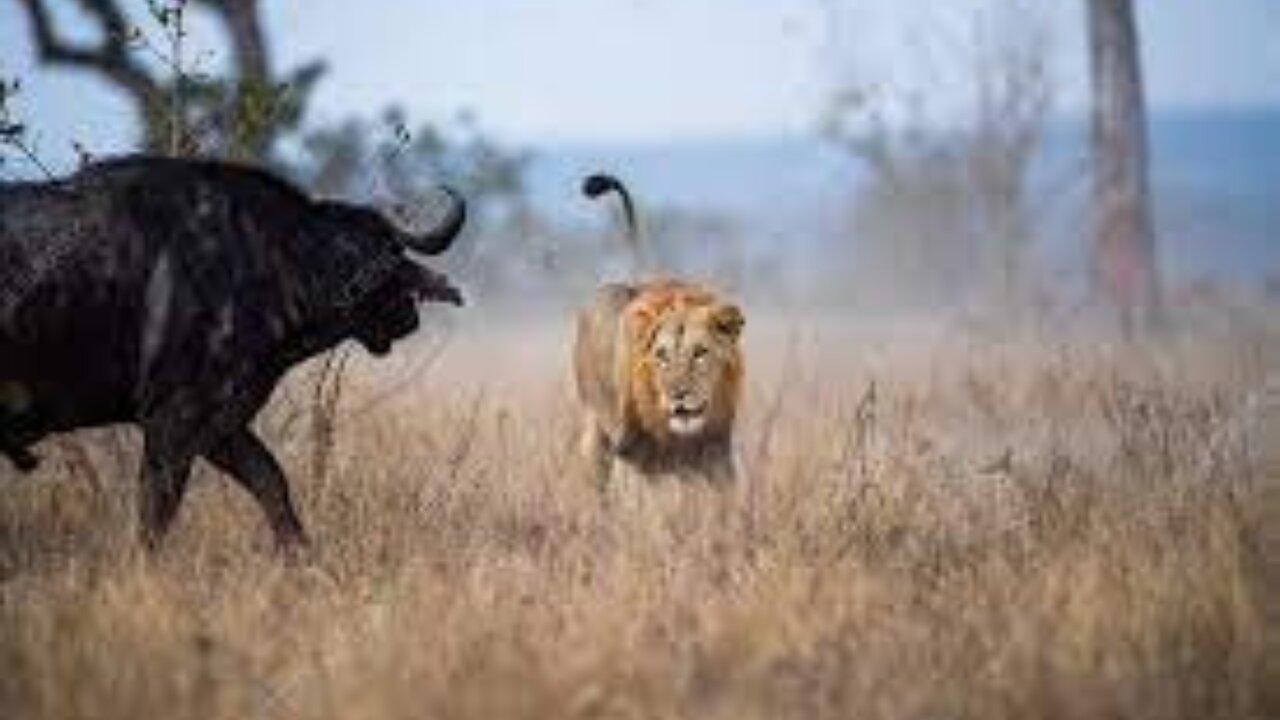 Lion and Buffalo Fighting | Buffalo fights back Lion