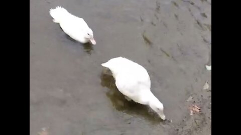 Cute farm ducks OwO spotted in the wild 🦆