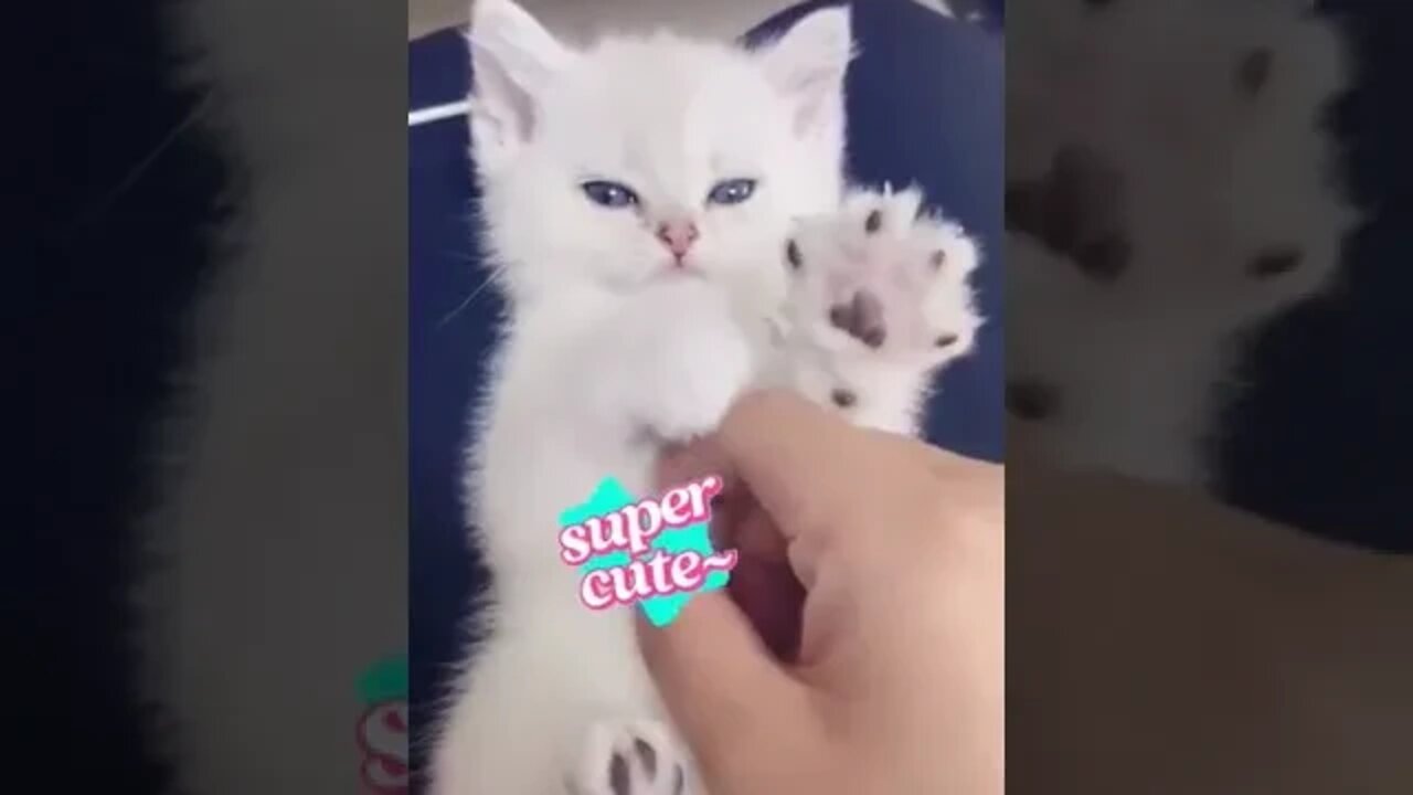 cute cat video😹funny video 😂1239😻cute animal funny cat #funnycatsvideos @🏝 تفكر في خلق الله ﷻ 🏝