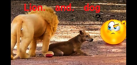 Lion vs dog 🐶 #funny #cat #dog #animals #funnyanimals