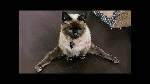Funny Cat Videos|||| Try Not LAUGH 😂😂