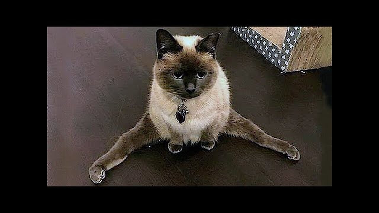Funny Cat Videos|||| Try Not LAUGH 😂😂