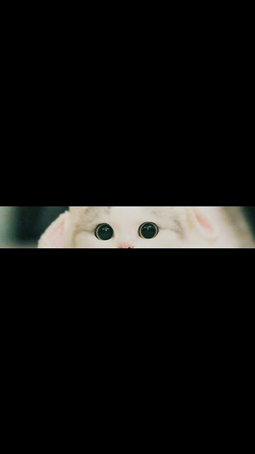 You Laugh You Lose π Funniest Cats and Dogs πΊπΆ Part 3