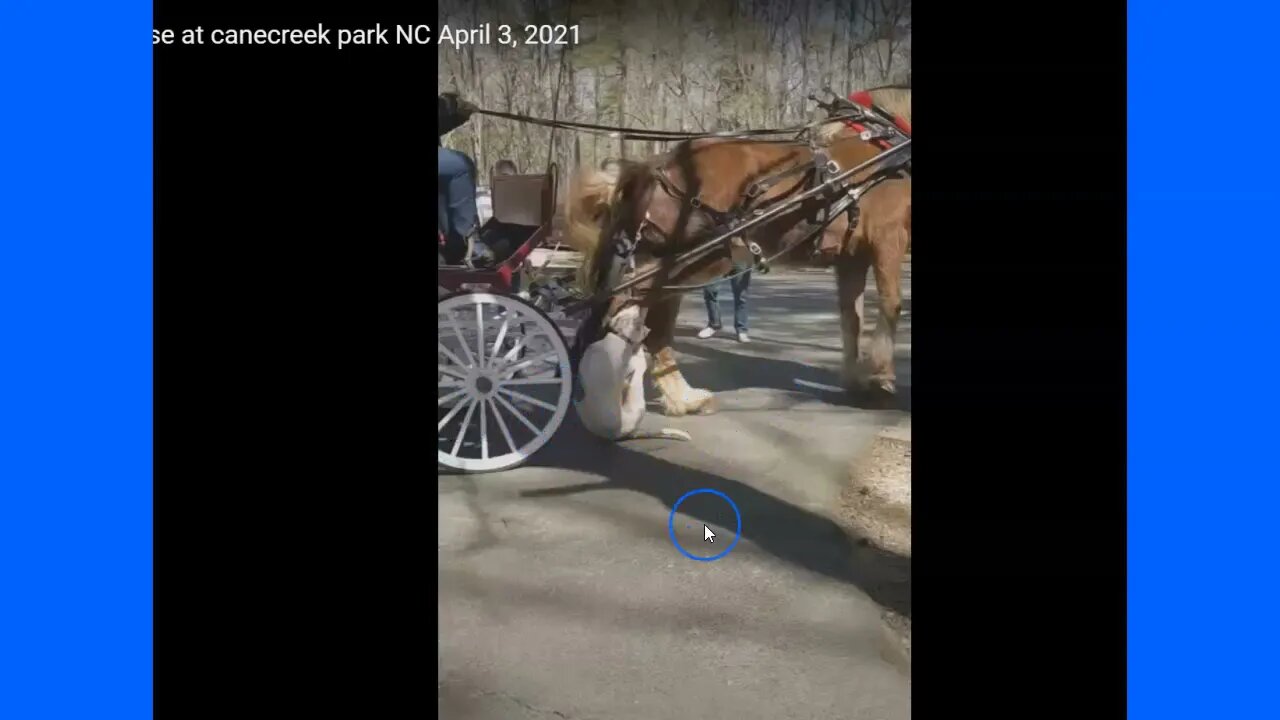 Pit Bull Attacks Horse In Park - Dangerous Breeds & Ignorant Horse Owners