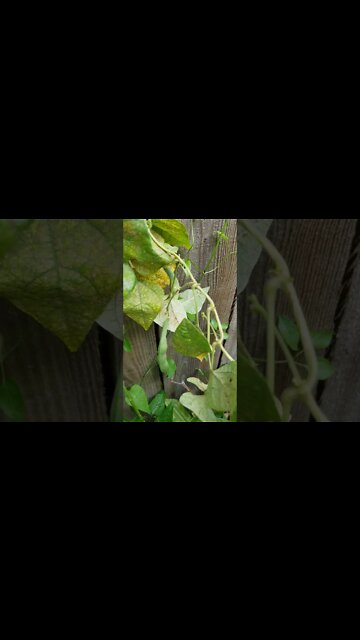 A Storm Came Through And Messed Up My Garden #shorts #garden #gardening #storm
