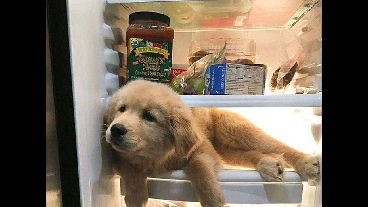 Golden Retriever is stealing something that will melt your ♥
