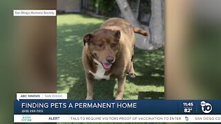 Pet of the Week: Brownie & Lola