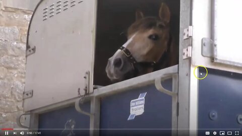 Andalusian Wild Foal That Flipped Over "That Was Wild & Never Had A Halter On" Oops Another Lie