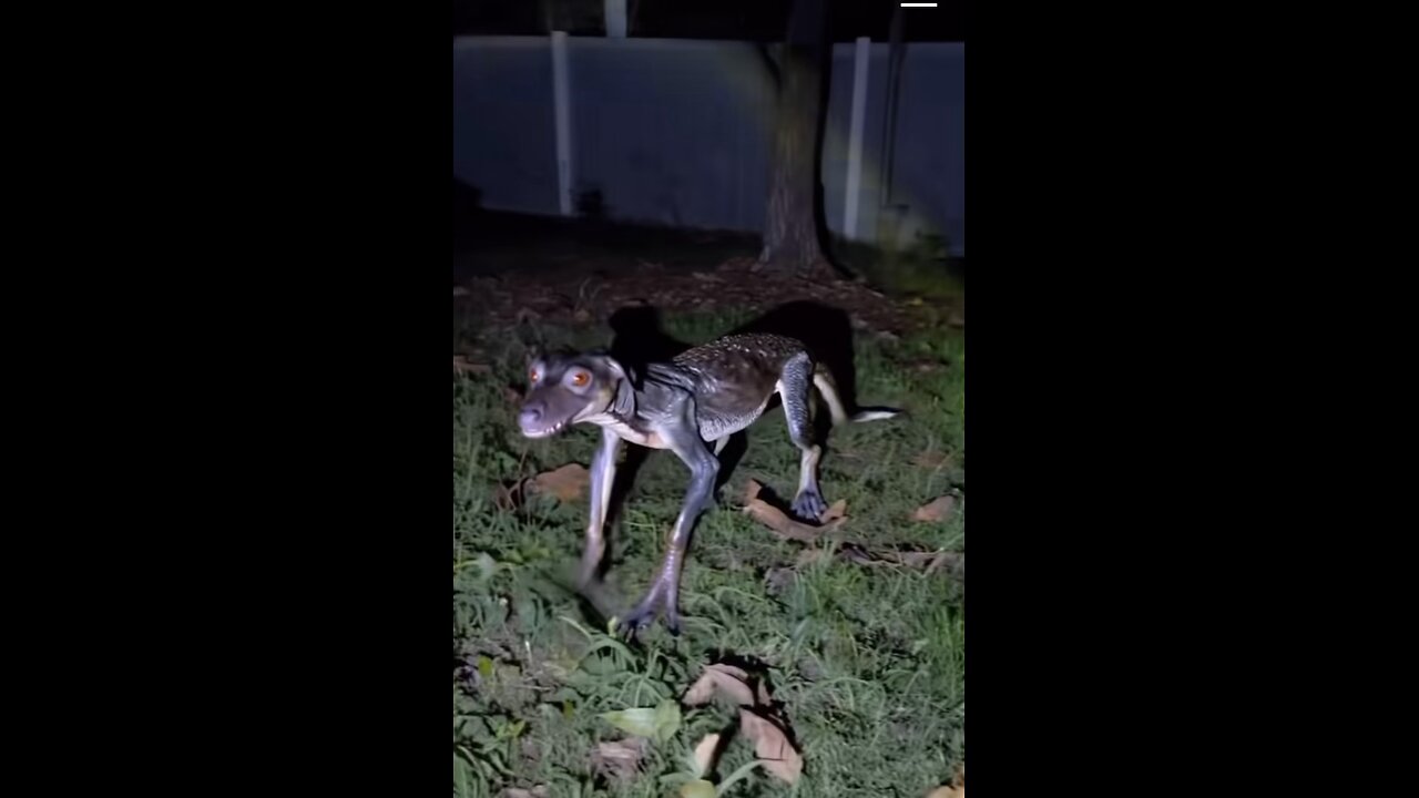 Wtf is this?