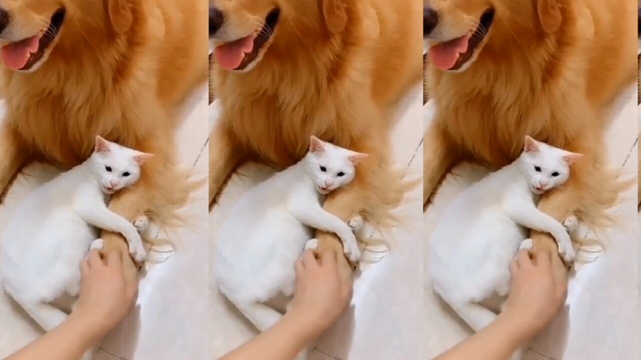 Don't touch my friend - Funny cat video