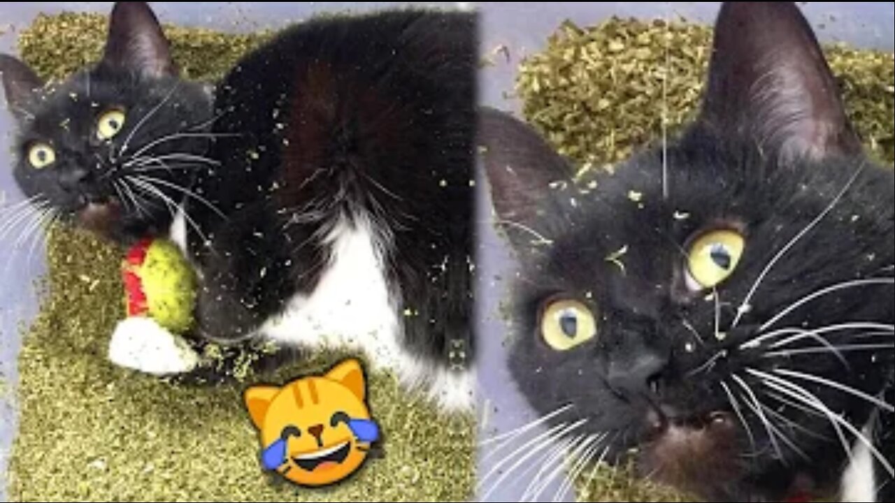 Funny Cats React to Catnip 2021 TikTok Compilation 🙀 | Cat 2023 | JoysPets