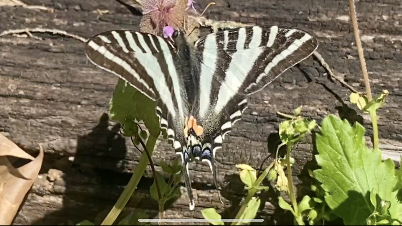 Zebra Swallowtail Butterfly 2023